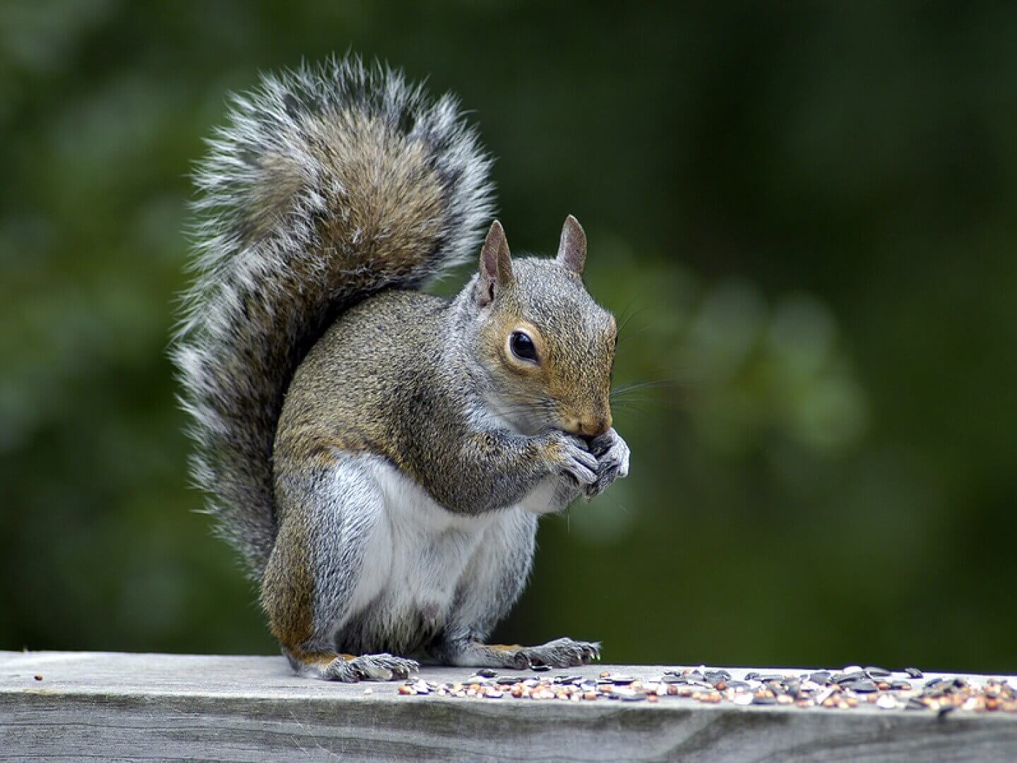 Gray Squirrels Removal