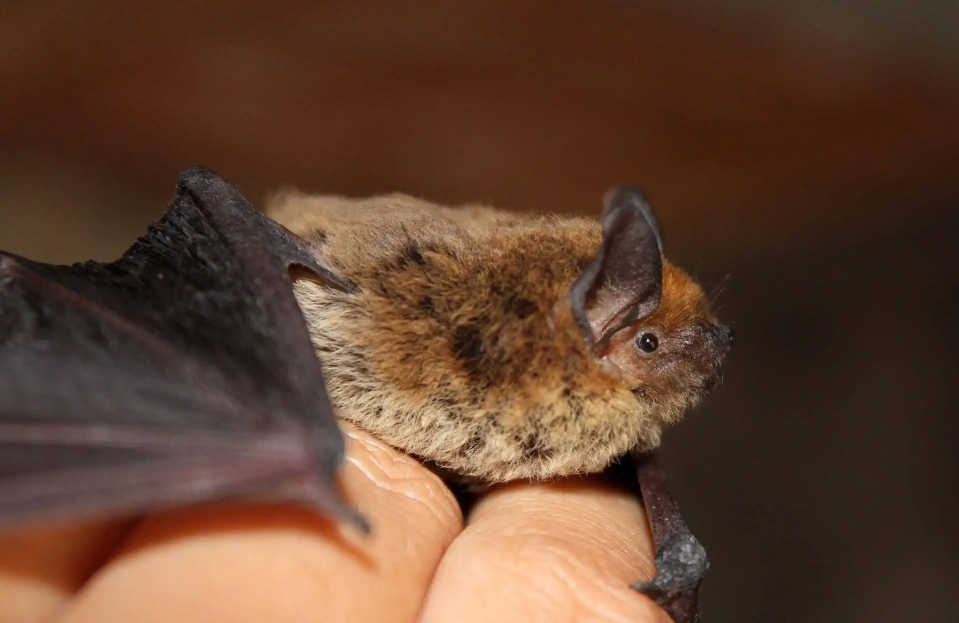 The Silent Night Flyers: Understanding Bat Behavior in Your Attic