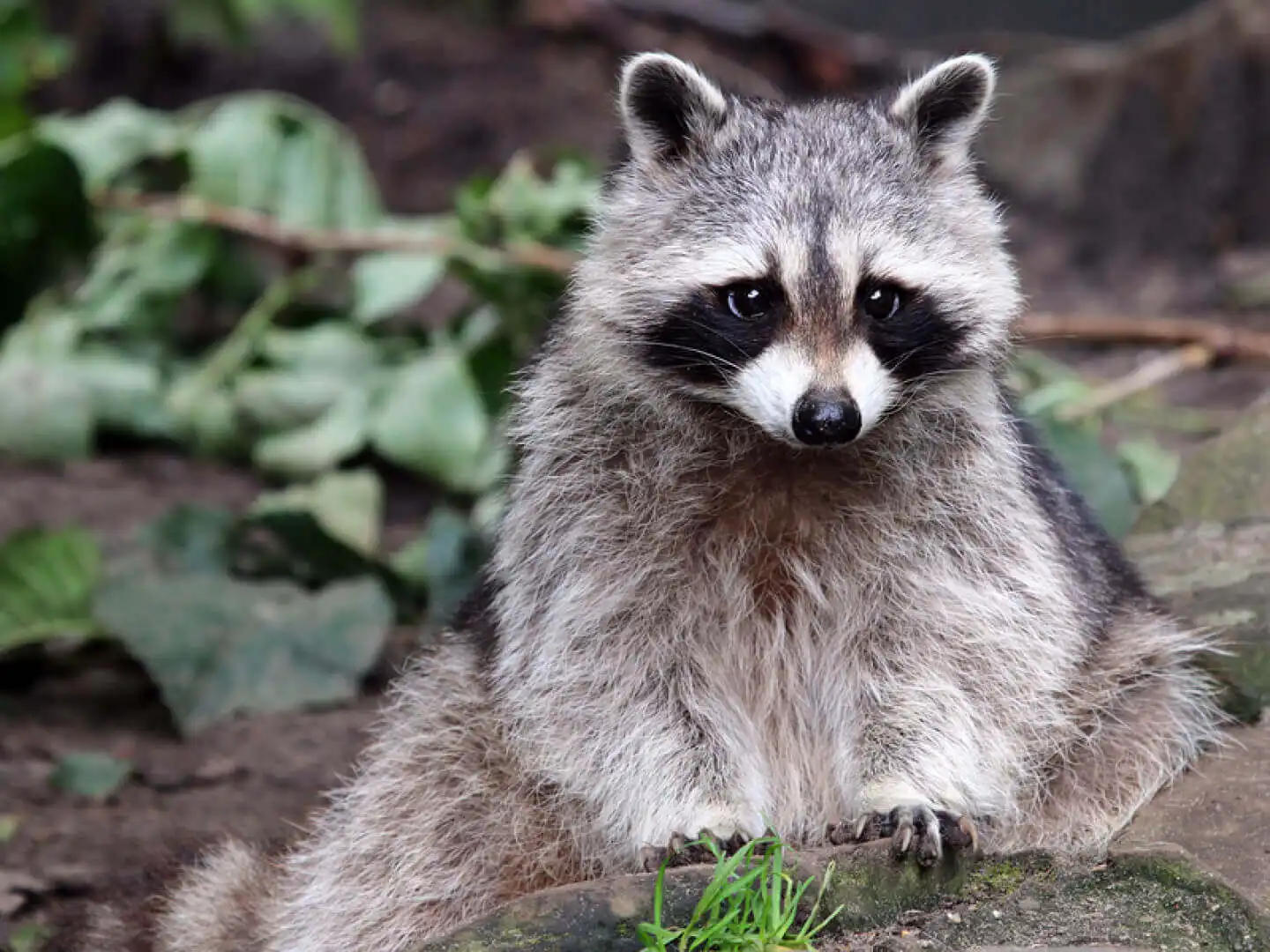 Raccoon Proofing Your Property: Essential Tips for Massachusetts Homeowners