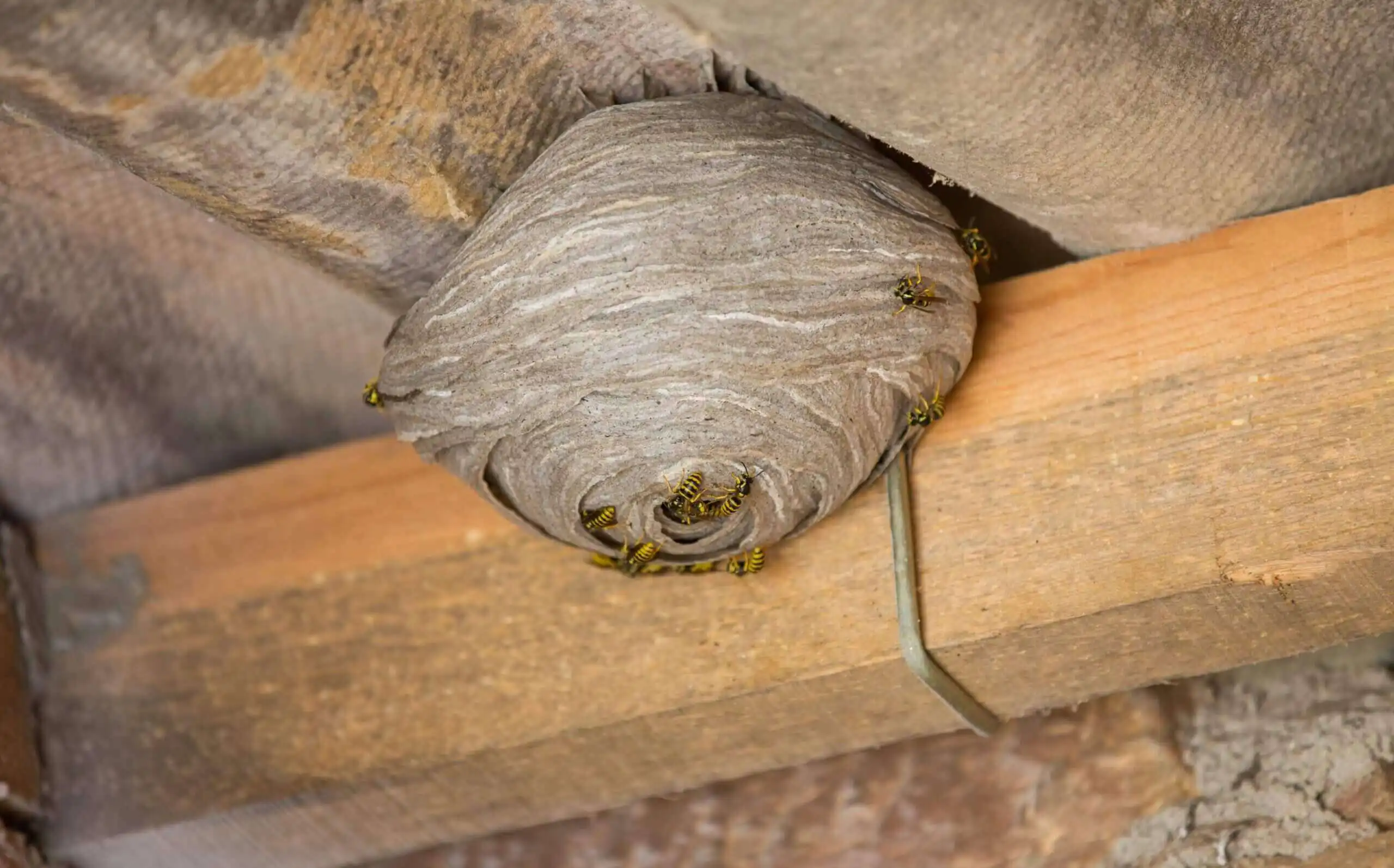 Preventing Carpenter Bee Damage in Your Home