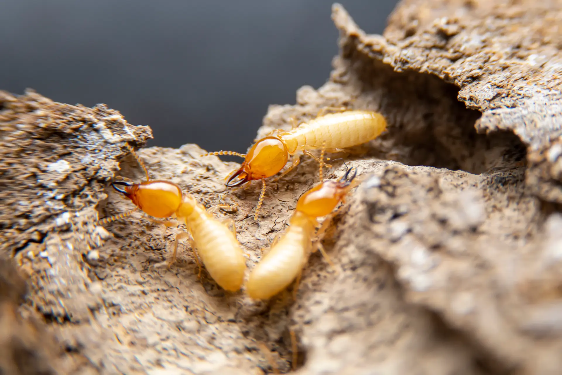 Termite Removal in Foxborough, MA
